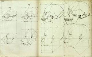 Camper's facial angle theory - I