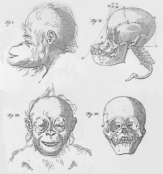 orang head