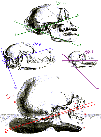 Daubenton's Plate 16